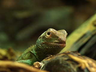 water dragon