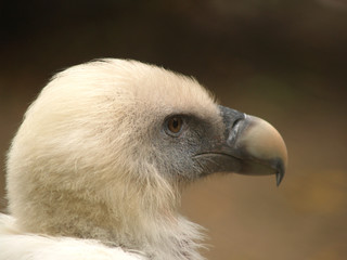 vulture