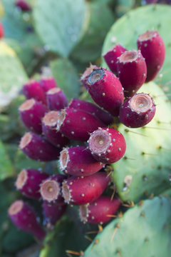prickly pear cactus ripened and considered the desert's fall fruit