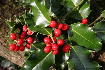 wild holly