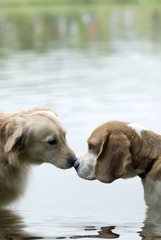 pet dog
