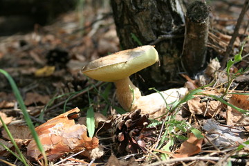 mushroom under the birch