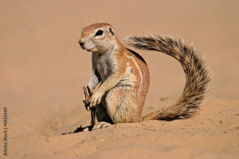 Canvas Prints ground squirrel