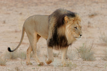 black-maned lion