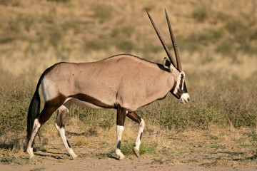 gemsbok antelopes
