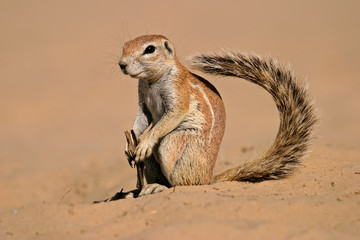 ground squirrel - Powered by Adobe