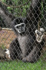 monkey in cage