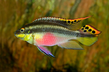 kribensis (purple cichlid)