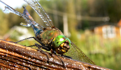 dragonfly into the water