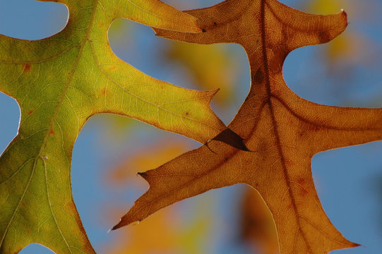 automne