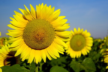 Naklejka premium sunflowers