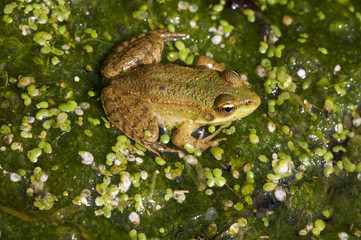 frog