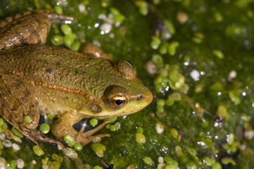 frog in the swamp