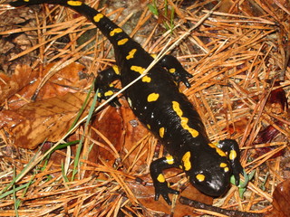 feuersalamander