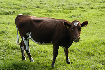 cow at the grassland