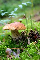 mushroom with cone on the moss