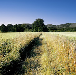 view across cornfield agricultural landscape