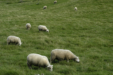 herd of sheep at the grassland