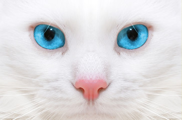 white cat
