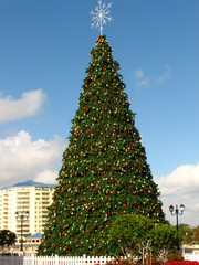 Fototapeta premium giant x-mas tree