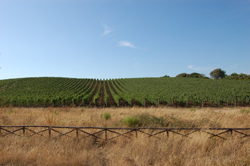 vigneto