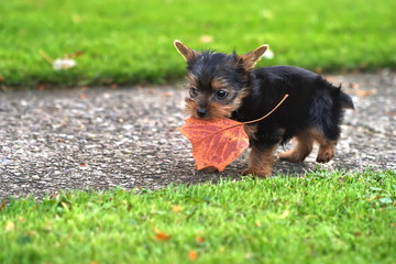 yorkie playing
