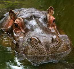 hippo reflections.