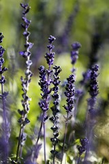 salvia farinacea flower © Shirley