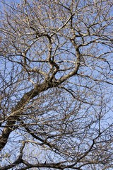 tree branches