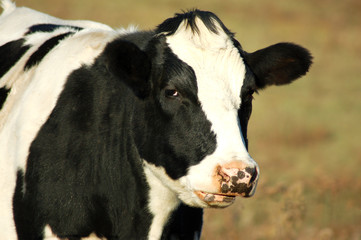Obraz na płótnie Canvas czarno-biała krowa byka