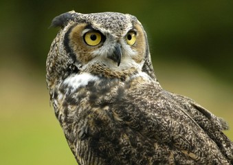horned owl - 1839043