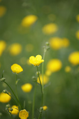 yellow flower closeup