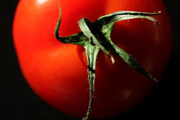 tomatoes