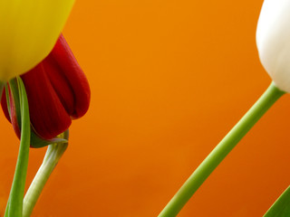 fröhliche ostern