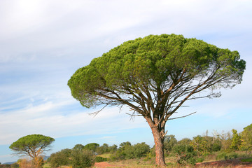 pins parasol en provence