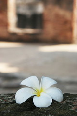 tropical thai flower