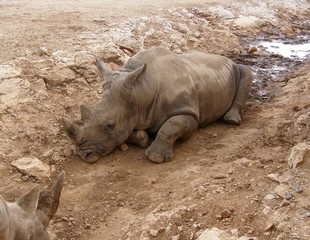 Obraz premium hippopotame