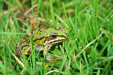 green frog