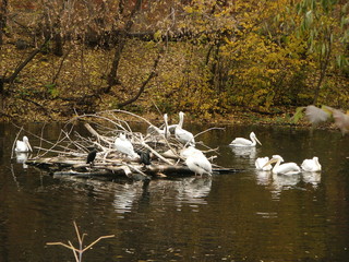 pelicans