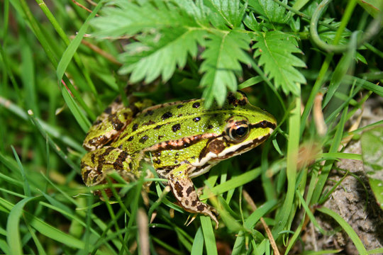 Frog Under Umbrella