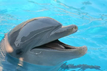 Selbstklebende Fototapete Delfin Delfin