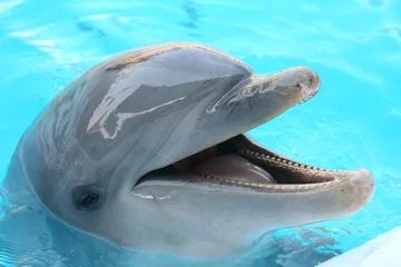 Crédence en verre imprimé Dauphin dauphin