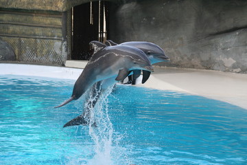 dolphins jumping