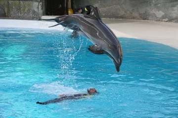 Cercles muraux Dauphins dauphins sautant