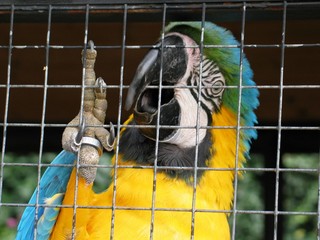 perroquet jaune