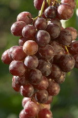 grapes