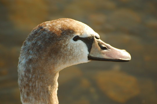 cigni