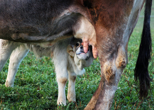 kalb drinkt