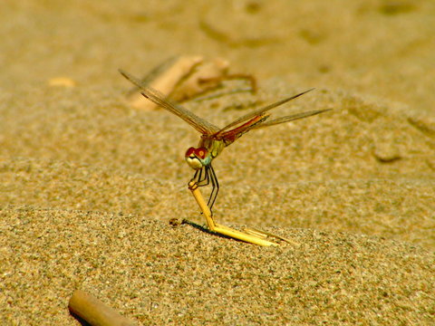 libellula