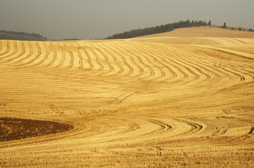 Fototapeta na wymiar wheat field 8